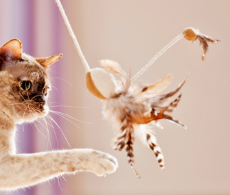 20种锻炼猫的方法
